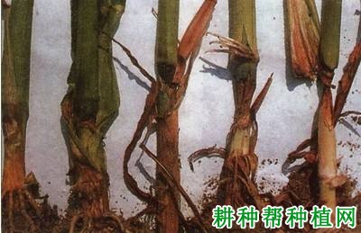 玉米平脐蠕孢茎基腐病如何防治？