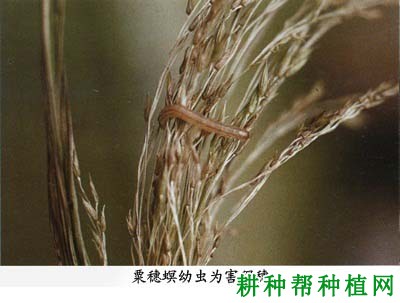 种植玉米如何防治粟穗螟？