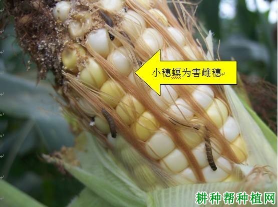 种植玉米如何防治小穗螟？