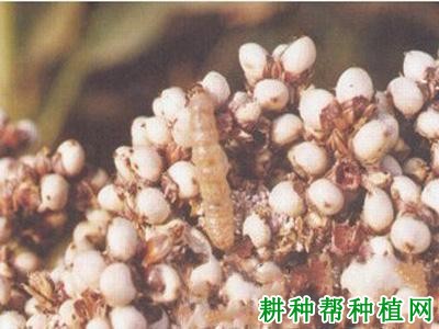 种植玉米如何防治小穗螟？