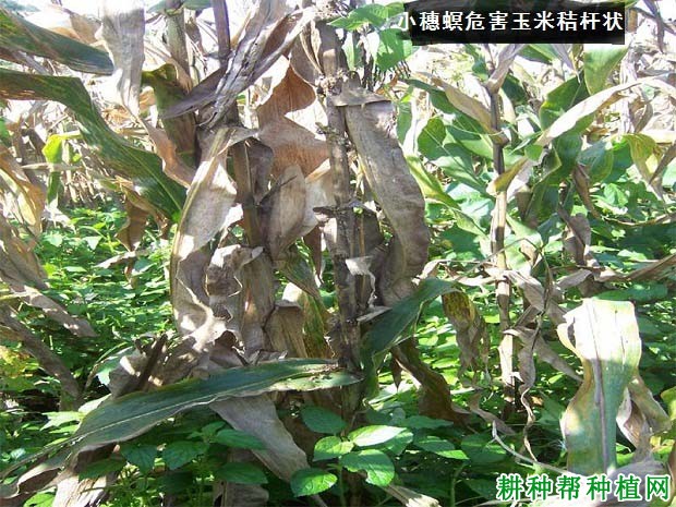 种植玉米如何防治小穗螟？