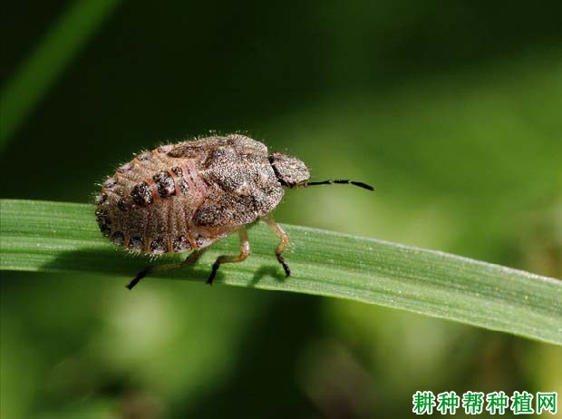 种植玉米如何防治斑须蝽？