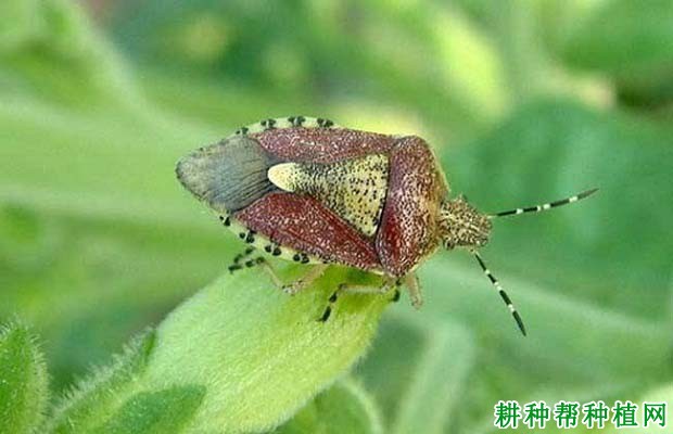 种植玉米如何防治斑须蝽？