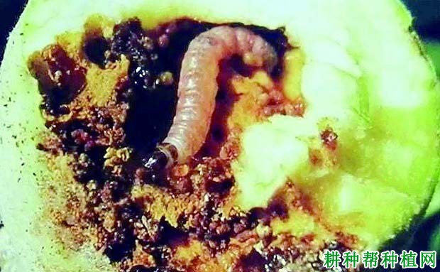种植玉米如何防治桃蛀野螟？