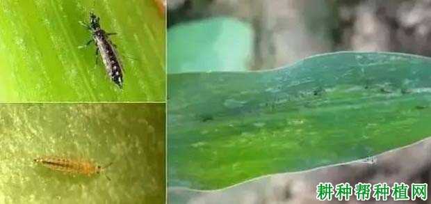 种植玉米如何防治禾蓟马? 种植玉米如何防治禾蓟马?