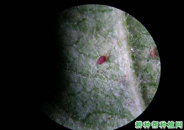 种植玉米如何防治斜纹夜蛾？