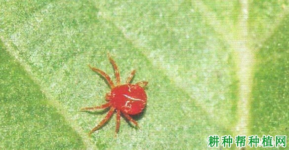 种植玉米如何防治截形叶螨？