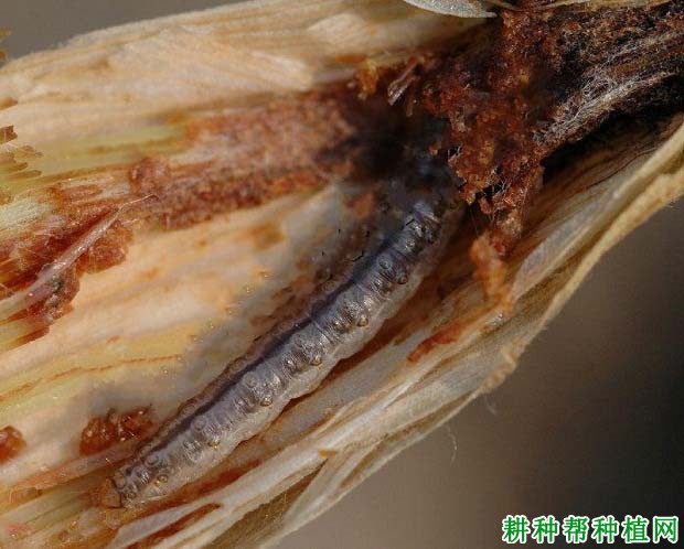 种植玉米如何防治草地螟？