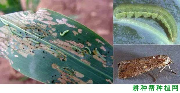 种植玉米如何防治甜菜夜蛾？