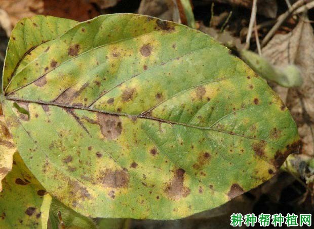 种植大豆如何防治大豆轮纹病？