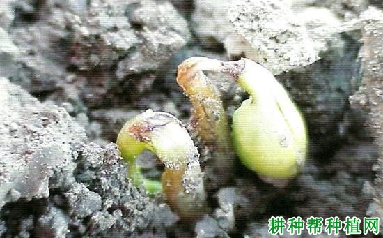 种植大豆如何防治大豆顶枯病？