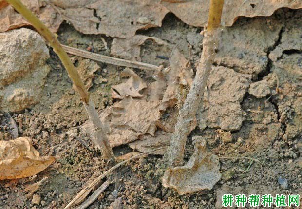 种植大豆如何防治大豆疫病? 种植大豆如何防治大豆疫病?