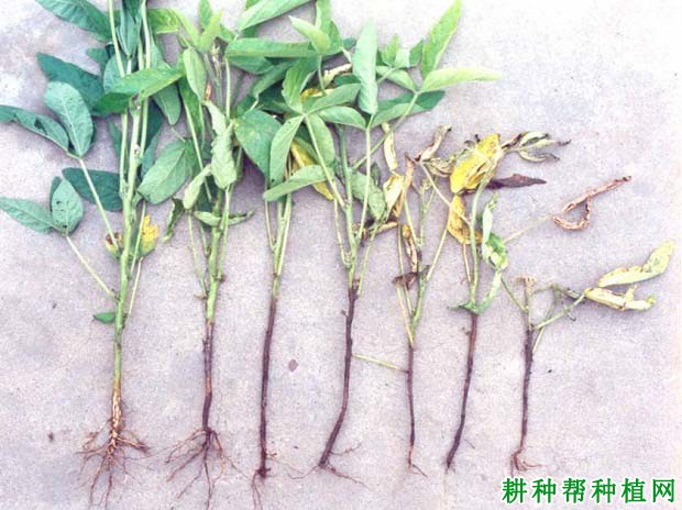 种植大豆如何防治大豆疫病? 种植大豆如何防治大豆疫病?