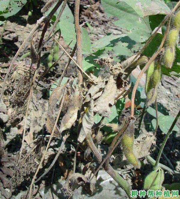 种植大豆如何防治大豆疫病? 种植大豆如何防治大豆疫病?