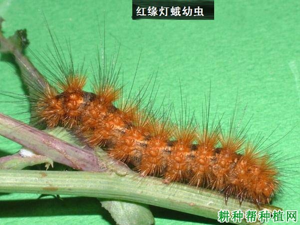 种植大豆如何防治红缘灯蛾？