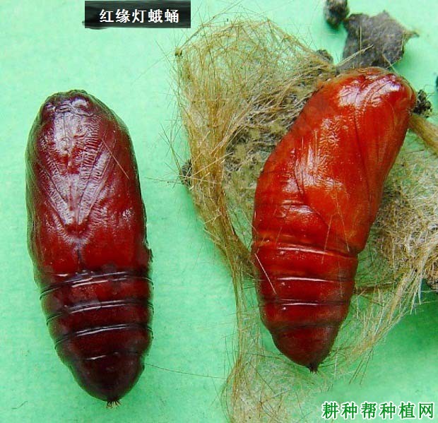 种植大豆如何防治豆荚野螟？