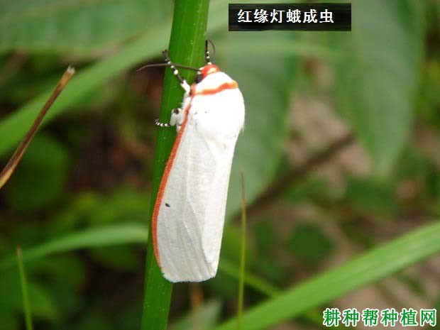 种植大豆如何防治红缘灯蛾？