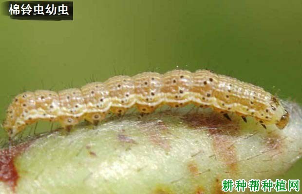 种植大豆如何防治棉铃虫? 种植大豆如何防治棉铃虫?