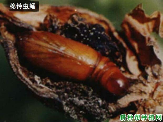 种植大豆如何防治棉铃虫? 种植大豆如何防治棉铃虫?