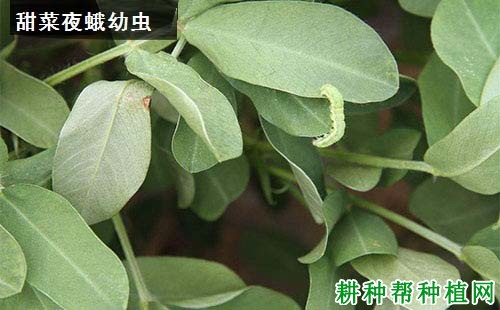种植花生如何防治甜菜夜蛾? 种植花生如何防治甜菜夜蛾?
