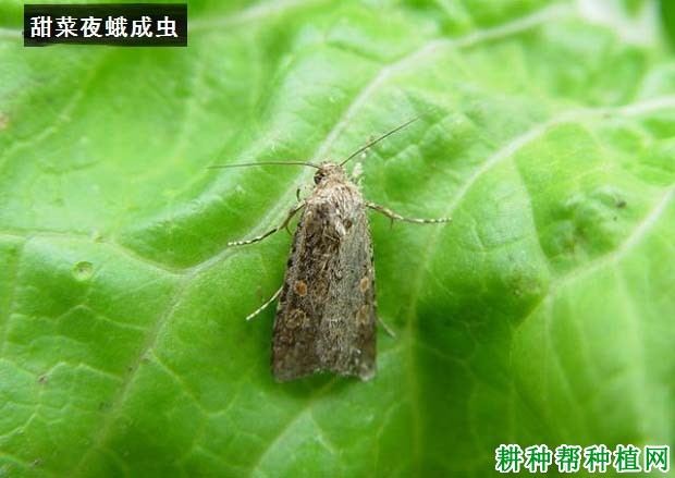 种植花生如何防治甜菜夜蛾? 种植花生如何防治甜菜夜蛾?