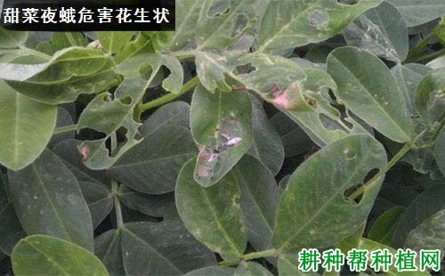 种植花生如何防治甜菜夜蛾? 种植花生如何防治甜菜夜蛾?