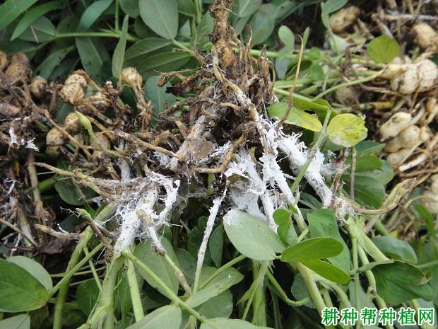种植花生如何防治花生白绢病? 种植花生如何防治花生白绢病?