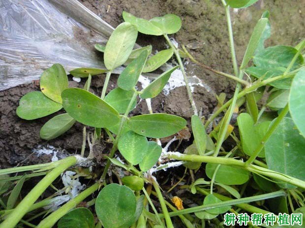 种植花生如何防治花生白绢病? 种植花生如何防治花生白绢病?