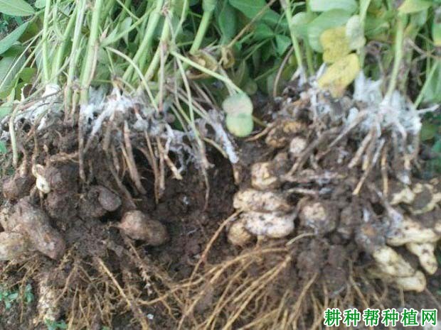 种植花生如何防治花生白绢病? 种植花生如何防治花生白绢病?