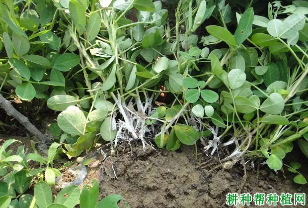 种植花生如何防治花生白绢病? 种植花生如何防治花生白绢病?