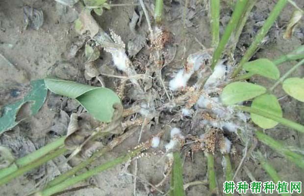 种植花生如何防治花生白绢病? 种植花生如何防治花生白绢病?