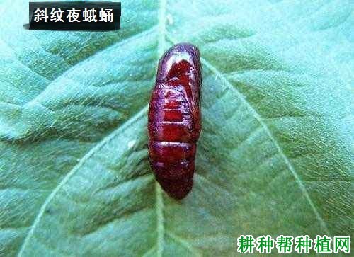 种植花生如何防治斜纹夜蛾? 种植花生如何防治斜纹夜蛾?