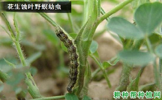 种植花生如何防治花生蚀叶野螟? 种植花生如何防治花生蚀叶野螟?