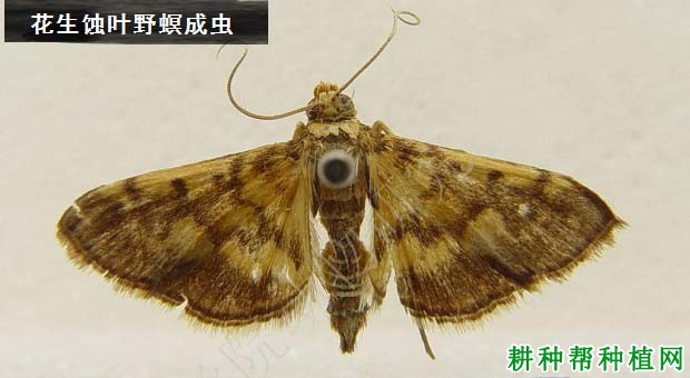 种植花生如何防治花生蚀叶野螟? 种植花生如何防治花生蚀叶野螟?