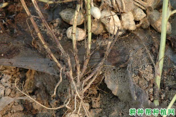 种植花生如何防治花生菌核病? 种植花生如何防治花生菌核病?