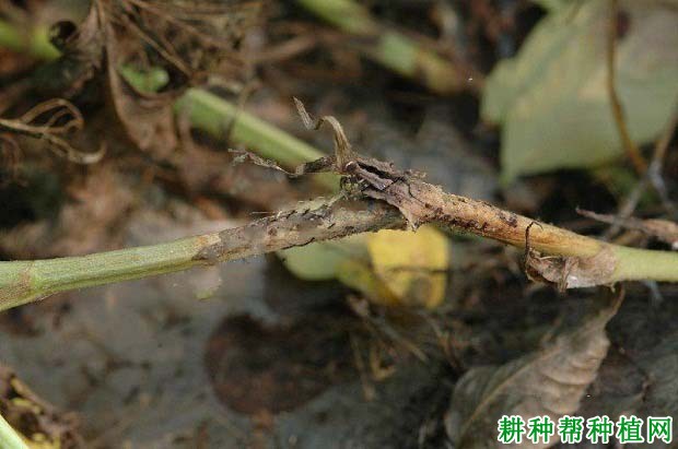 种植花生如何防治花生菌核病? 种植花生如何防治花生菌核病?