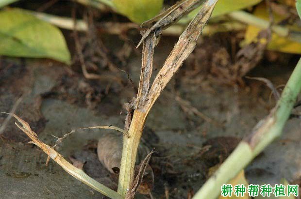 种植花生如何防治花生菌核病? 种植花生如何防治花生菌核病?