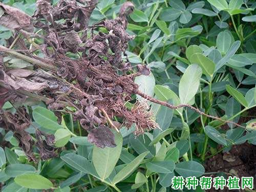 种植花生如何防治花生根腐病? 种植花生如何防治花生根腐病?