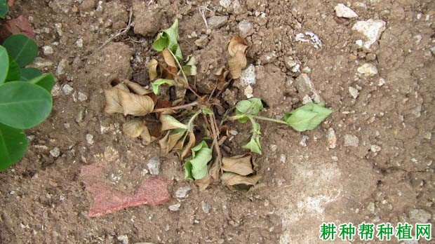 种植花生如何防治花生根腐病? 种植花生如何防治花生根腐病?