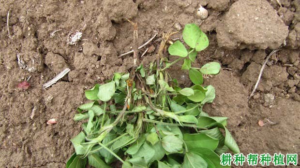 种植花生如何防治花生根腐病? 种植花生如何防治花生根腐病?