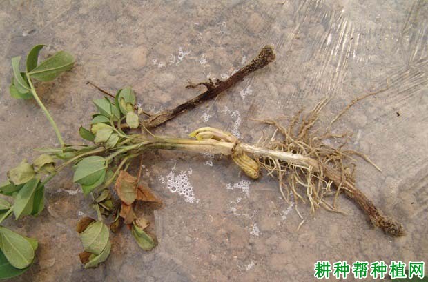 种植花生如何防治花生根腐病? 种植花生如何防治花生根腐病?