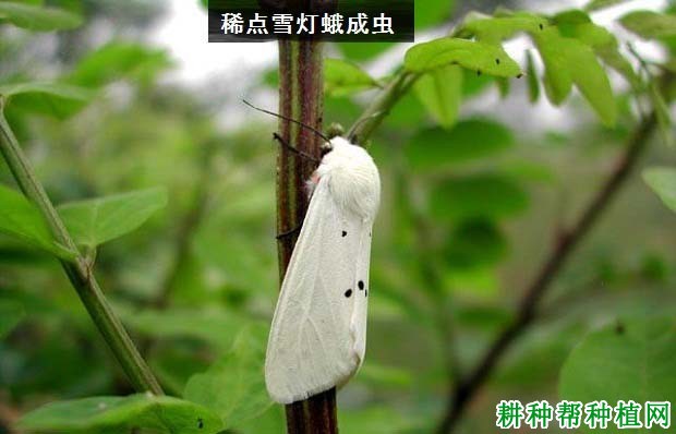 种植花生如何防治稀点雪灯蛾? 种植花生如何防治稀点雪灯蛾?