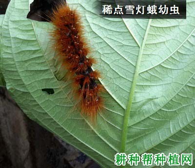 种植花生如何防治稀点雪灯蛾? 种植花生如何防治稀点雪灯蛾?