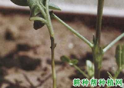 种植花生如何防治花生立枯病? 种植花生如何防治花生立枯病?