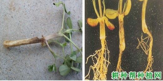 种植花生如何防治花生立枯病? 种植花生如何防治花生立枯病?