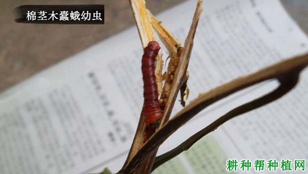 种棉花如何防治棉茎木蠹蛾? 种棉花如何防治棉茎木蠹蛾?