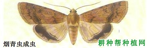 种棉花如何防治烟青虫? 种棉花如何防治烟青虫?