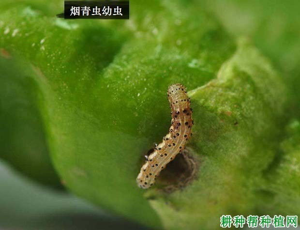 种棉花如何防治烟青虫? 种棉花如何防治烟青虫?