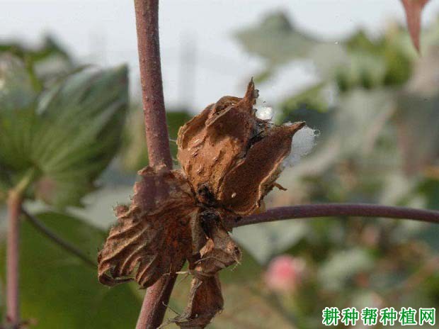 种棉花如何防治棉铃曲霉病? 种棉花如何防治棉铃曲霉病?