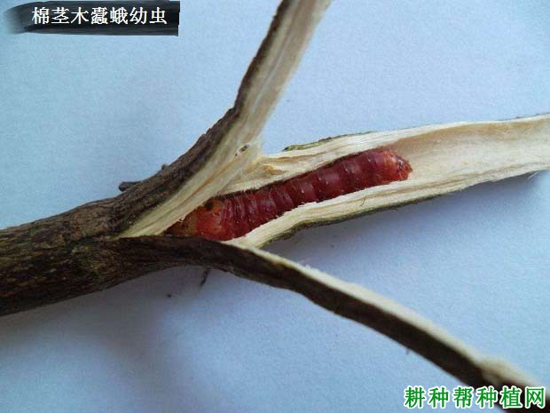 种棉花如何防治棉茎木蠹蛾? 种棉花如何防治棉茎木蠹蛾?